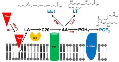 Prostaglandins and Other Eicosanoids in Insects: Biosynthesis and Biological Actions
